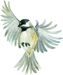 鳥
